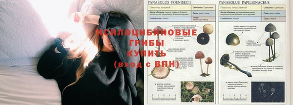 стафф Абинск